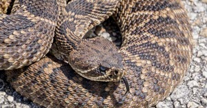 Rattlesnake