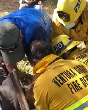 Dog Rescue