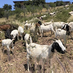 Goats